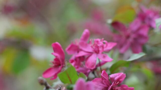 Flowering Crabapple Blossoms Close Up. Soft Spring Nature Background. Close up of delicate flowering crabapple (Malus) blossoms in soft natural light. 
