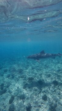 Dangerous tiger shark swimming underwater in ocean