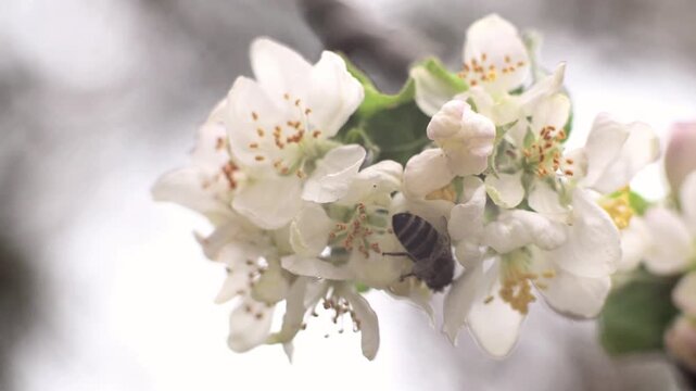 Bee Collecting Pollen on Soft Pink Blossoms. Gentle Spring Nature with Copy Space. A close up of a bee collecting pollen on delicate white and pink blossoms in soft natural light. 