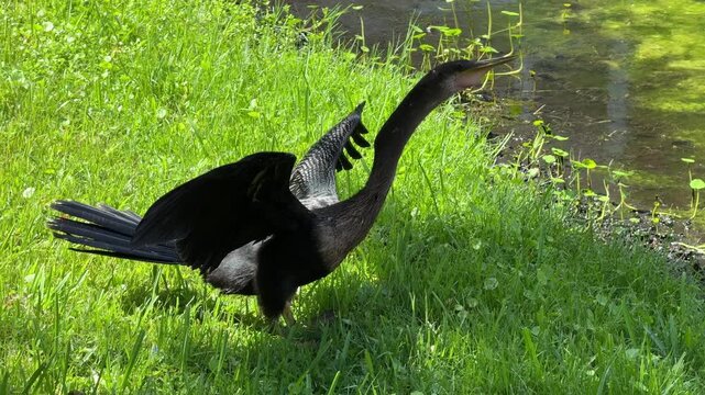 A large black aquatic bird extends its long neck and opens its beak while standing in lush green grass. One wing is partially raised as the bird prepares to dry its feathers near the water's edge.