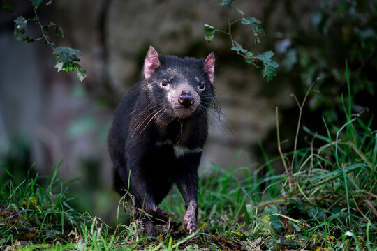 Tasmanian devil (Sarcophilus harrisii)