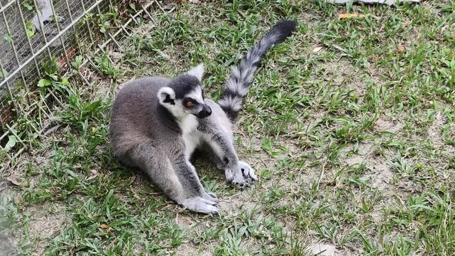Ring-tailed lemur resting on grass near a wire fence, appearing relaxed and natural. Its grayish-brown body and striking black-and-white tail rings are clearly visible. 