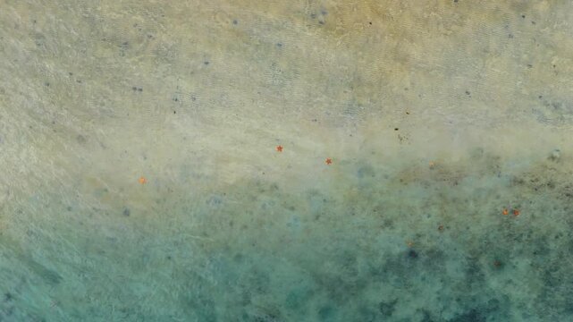 Bright orange star fish lie on the sandy bottom in clear water. Sea life in the beautiful waterscape from drone.