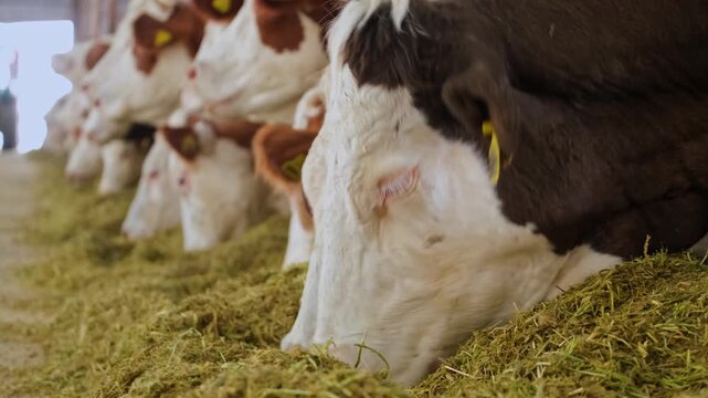Cows feeding in a row inside a dairy farm barn. Organized feeding line with livestock eating fodder highlights modern agriculture, animal husbandry and efficient farming environment.
