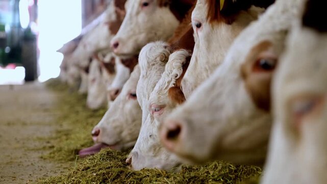 Cows feeding in a row inside a dairy farm barn. Organized feeding line with livestock eating fodder highlights modern agriculture, animal husbandry and efficient farming environment.