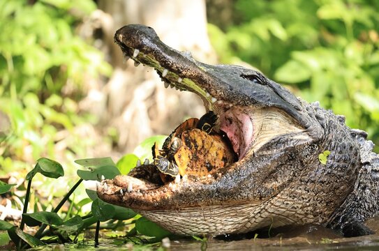 American Alligator Feasting on a Turtle