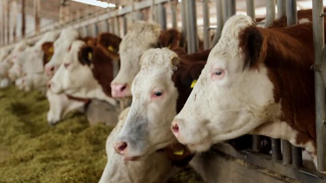 Cows feeding in a row inside a dairy farm barn. Organized feeding line with livestock eating fodder highlights modern agriculture, animal husbandry and efficient farming environment.