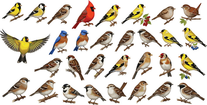 Songbird Collection with Sparrows, Finches, Cardinals, and Small Garden Birds in Detailed Wildlife Illustration for Ornithology, Nature, and Birdwatching Design
