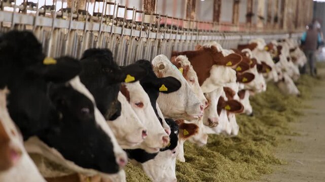 Cows feeding in a row inside a dairy farm barn. Organized feeding line with livestock eating fodder highlights modern agriculture, animal husbandry and efficient farming environment.