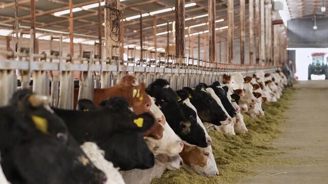 Cows feeding in a row inside a dairy farm barn. Organized feeding line with livestock eating fodder highlights modern agriculture, animal husbandry and efficient farming environment.