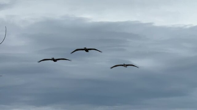 Three large birds soar through a grey overcast sky in a coastal urban environment. The low-angle view captures the wide wingspan of the pelicans as they glide near a wooden post.
