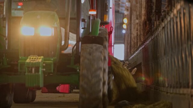 Tractor distributes feed along a row of cows inside a modern dairy barn. Scene shows automated feeding process, livestock management and efficient agricultural production indoors.