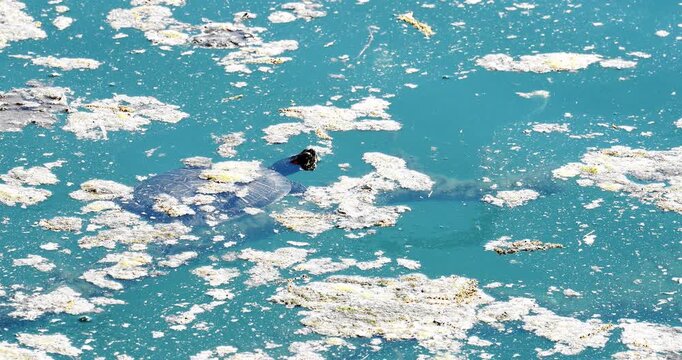 Turtle in a pond.