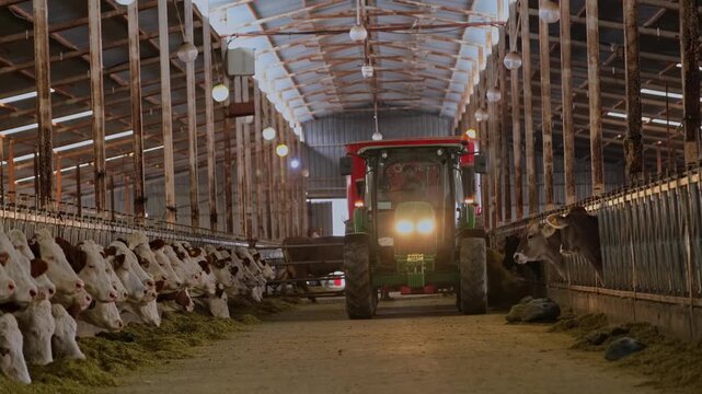 Cows feeding along a row inside a dairy farm while a tractor distributes fodder. Scene highlights modern livestock farming, efficient feeding systems and agricultural production indoors.