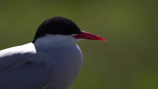 Close-up of the head of an adult Arctic tern (Sterna paradisaea) - slow motion