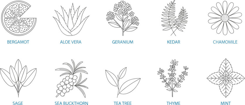 Herbal Plant Line Icon Set with Bergamot, Aloe Vera, Chamomile, Mint, Sage and Tea Tree Botanical Illustrations for Natural Medicine and Wellness Design