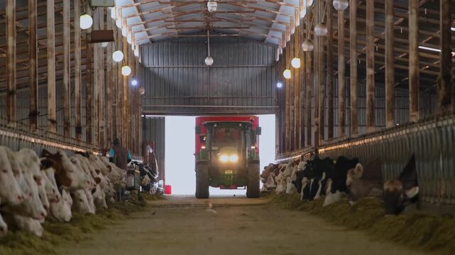 Cows feeding along a row inside a dairy farm while a tractor distributes fodder. Scene highlights modern livestock farming, efficient feeding systems and agricultural production indoors.