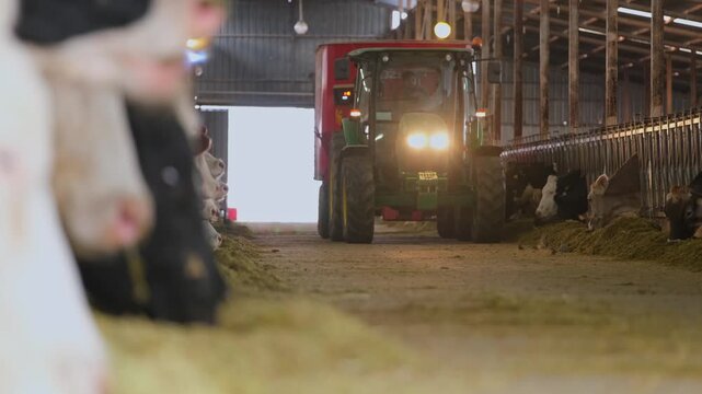 Cows feeding along a row inside a dairy farm while a tractor distributes fodder. Scene highlights modern livestock farming, efficient feeding systems and agricultural production indoors.