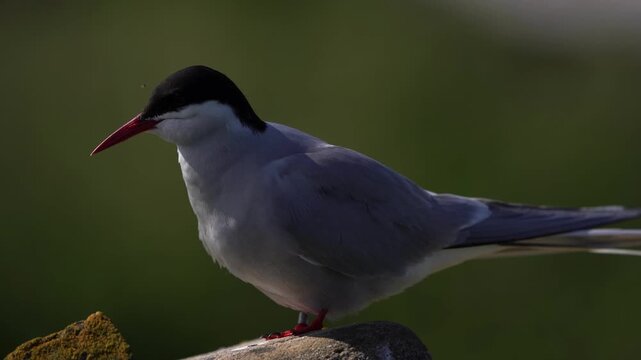 An adult Arctic tern (Sterna paradisaea) standing on a stone