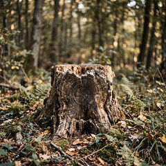 Obraz premium Detailed tree stump with visible rings in forest representing age