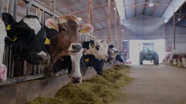 Cows feeding along a row inside a dairy farm while a tractor distributes fodder. Scene highlights modern livestock farming, efficient feeding systems and agricultural production indoors.