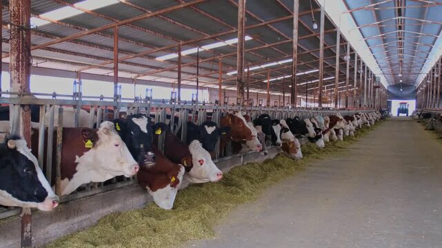 Cows feeding along a row inside a dairy farm while a tractor distributes fodder. Scene highlights modern livestock farming, efficient feeding systems and agricultural production indoors.