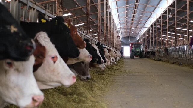 Cows feeding along a row inside a dairy farm while a tractor distributes fodder. Scene highlights modern livestock farming, efficient feeding systems and agricultural production indoors.