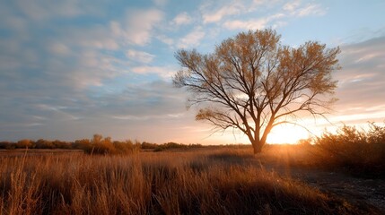 Fototapeta premium A solitary tree stands against a dramatic sky bathed in the warm golden light of sunset over a vast prairie field