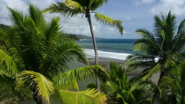 Aerial view of tropical coastline with palm trees and lush forest by the turquoise ocean Morotai, Indonesia.