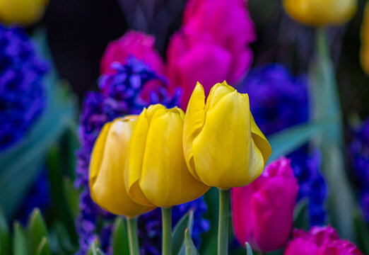Tulip in bloom, early spring