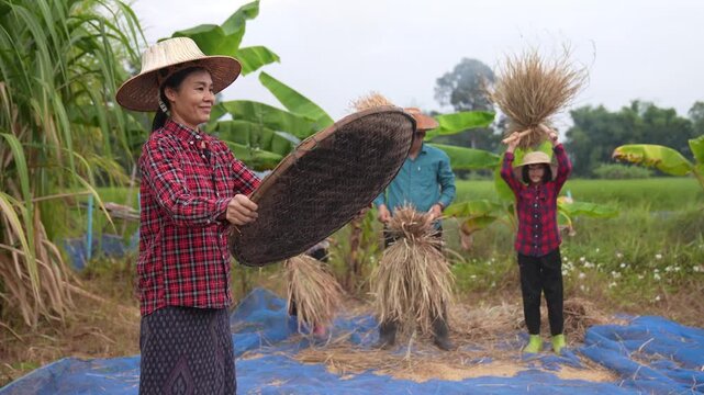 Rural farmers thresh rice in a field, tossing grain with woven trays beside hay stacks under an overcast sky, showing harvest work, teamwork, and traditional agriculture.