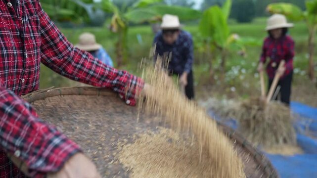 Rural farmers thresh rice in a field, tossing grain with woven trays beside hay stacks under an overcast sky, showing harvest work, teamwork, and traditional agriculture.