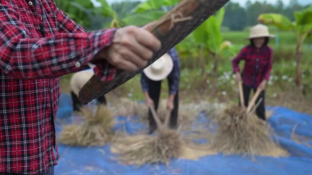 Rural farmers thresh rice in a field, tossing grain with woven trays beside hay stacks under an overcast sky, showing harvest work, teamwork, and traditional agriculture.