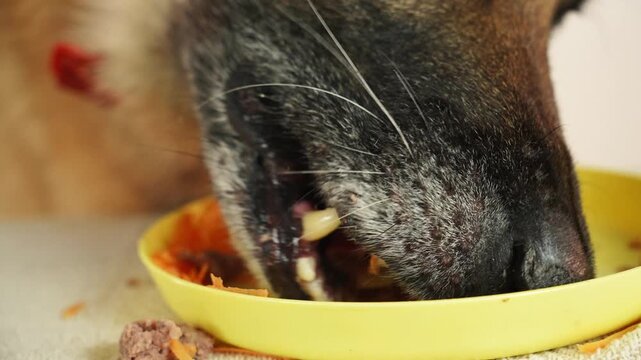 German Shepherd eating a homemade dog birthday meat cake made of pate with carrot from a yellow bowl. Concept of pet celebration, nutrition, care, and homemade food