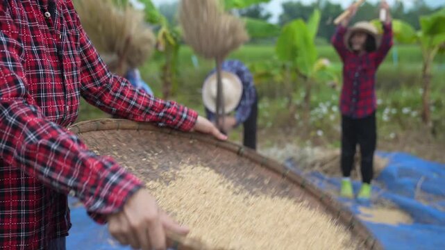 Rural farmers thresh rice in a field, tossing grain with woven trays beside hay stacks under an overcast sky, showing harvest work, teamwork, and traditional agriculture.