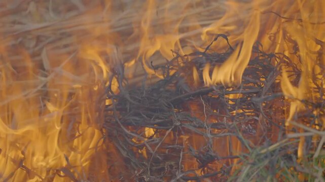 Bright flames engulf a bundle of dry twigs and grass, with swirling smoke and glowing orange heat creating an intense wildfire or campfire scene full of motion and energy.