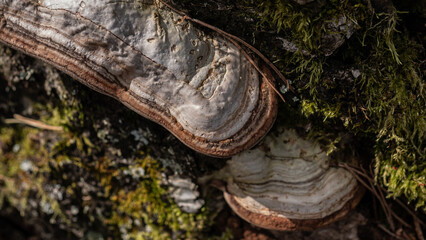Bracket fungus (Fomes fomentarius) on tree trunk, polypore mushroom macro © Svetlana