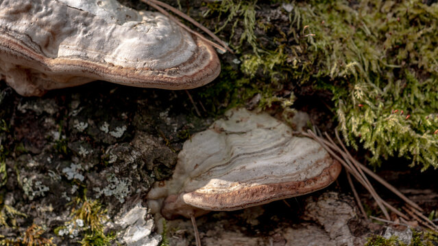 Bracket fungus (Fomes fomentarius) on tree trunk, polypore mushroom macro
