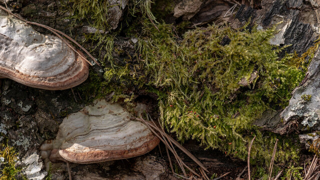 Bracket fungus (Fomes fomentarius) on tree trunk, polypore mushroom macro