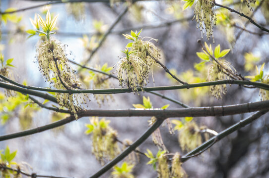 Close-up of fresh green leaves and blooming catkins of boxelder maple in spring