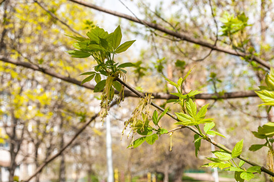 Close-up of fresh green leaves and blooming catkins of boxelder maple in spring