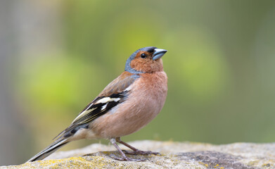 Obraz premium Male Common Chaffinch (fringilla coelebs) posing