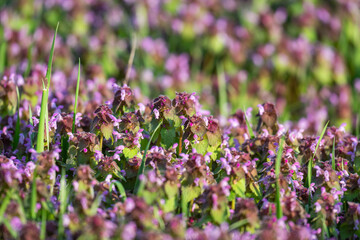Obraz premium Excellent purple blossom of Lamium purpureum (purple dead-nettle or purple archangel ) between green grass