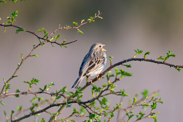 Fototapeta premium Emberiza calandra / Corn Bunting