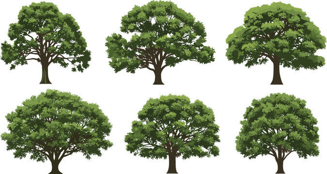 Large tree isolated collection vector big green forest trees set on white background