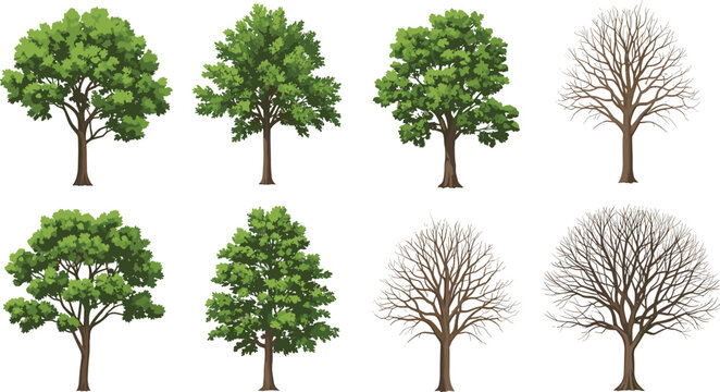 Green and dry tree vector bundle leafless and full foliage trees isolated on white background