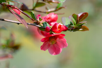 Obraz premium Japanese quince (Chaenomeles japonica) flowering on blurred green background. Selective focus of close-up red flowers quince.