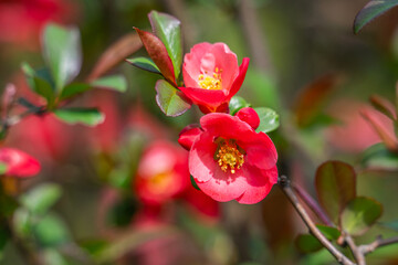 Obraz premium Japanese quince (Chaenomeles japonica) flowering on blurred green background. Selective focus of close-up red flowers quince.