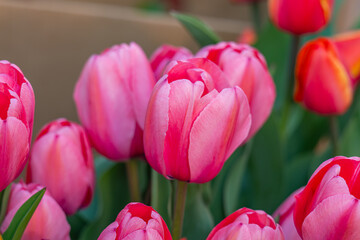 Obraz premium Various tulips