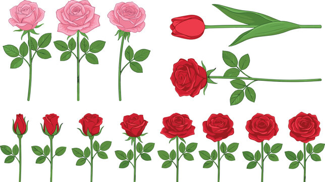 Realistic Rose Flower Collection with Red and Pink Roses, Buds, Leaves and Tulip Botanical Vector Illustration Set for Romantic Floral Design